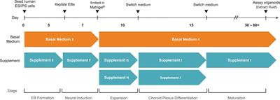 Methods to extract and analyze fluid from human pluripotent stem cell-derived choroid plexus organoids